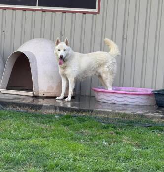 Rescue Husky Dogs for Adoption in Washington Court House, Ohio - Onyx | PetCurious