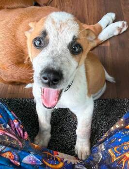 Lucky Dawg (Lucky) -  Rat Terrier Dog for Adoption in Colorado Springs, Colorado - Lucky Dawg (Lucky) | PetCurious