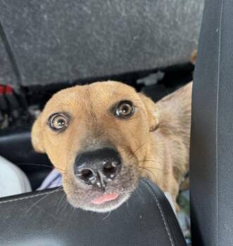 Ginger -  Shepherd Dog for Adoption in Little Elm, Texas - Ginger | PetCurious