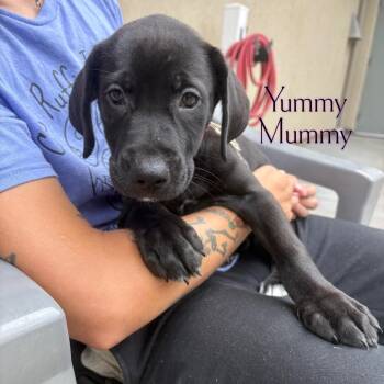Yummy Mummy -  Pit Bull Terrier and Labrador Retriever Dog for Adoption in Parkersburg, West Virginia - Yummy Mummy | PetCurious
