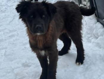 Labrador Retriever and Shepherd Dogs Available for Adoption in Calgary, Alberta - Daisy | PetCurious
