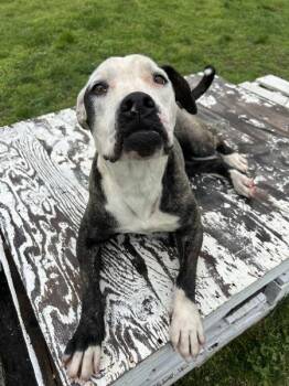 American Bulldog Dogs Available for Adoption in Osage Beach, Missouri - Eleanor | PetCurious