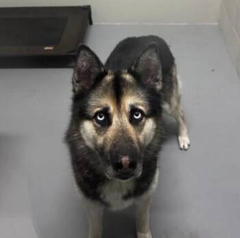 Gelatio -  German Shepherd Dog and Siberian Husky Dog for Adoption in Hoffman Estates, Illinois - Gelatio | PetCurious