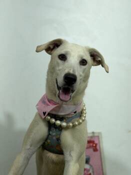 Bellanova-One of our Amazing Rescue Dogs -  Labrador Retriever and Whippet Dog for Adoption in Carlsbad, California - Bellanova-One Of Our Amazing Rescue Dogs | PetCurious