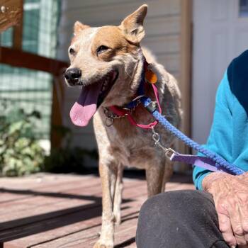 Rescue Australian Cattle Dog Blue Heeler Dogs for Adoption in Marfa, Texas - Lucy | PetCurious
