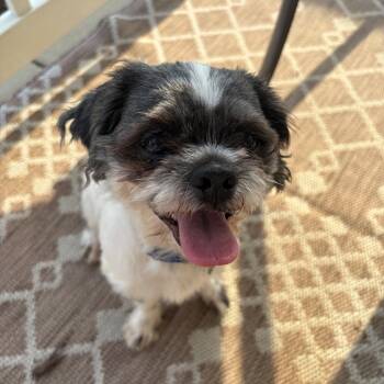 Rockett -  Shih Tzu Dog for Adoption in Durham, North Carolina - Rockett | PetCurious