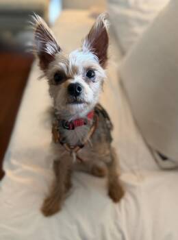 Cricket -  Yorkshire Terrier Dog for Adoption in Cincinnati, Ohio - Cricket | PetCurious
