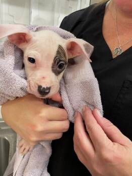 Pit Bull Terrier Dogs Available for Adoption in Baytown, Texas - XIPHOID | PetCurious