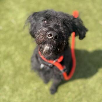 Lucille -  Mixed Breed Dog for Adoption in Philadelphia, Pennsylvania - Lucille | PetCurious