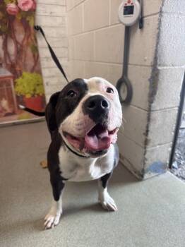 Pit Bull Terrier Dogs Available for Adoption in San Bernardino, California - MAPLE | PetCurious