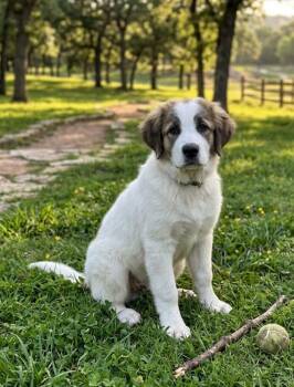 Great Pyrenees and Labrador Retriever Dogs Available for Adoption in North Prairie, Wisconsin - **JONESY** | PetCurious