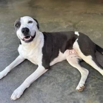 Lisa Marie -  Pit Bull Terrier and Mixed Breed Dog for Adoption in Winder, Georgia - Lisa Marie | PetCurious