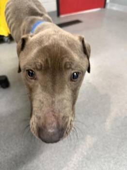 Madena -  Mixed Breed Dog for Adoption in West Chester, Pennsylvania - Madena | PetCurious