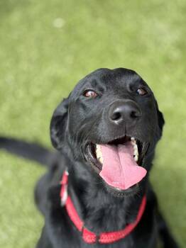 Batman -  Labrador Retriever Dog for Adoption in Fayetteville, Arkansas - Batman | PetCurious