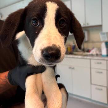 Bingo -  Mixed Breed Dog for Adoption in Huntington, West Virginia - Bingo | PetCurious