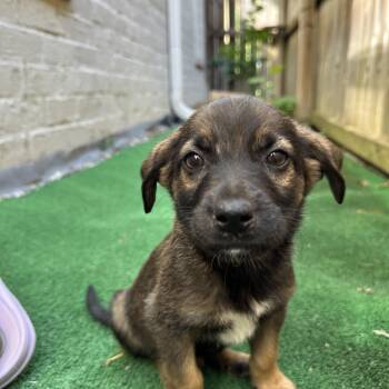 Henry -  Golden Retriever and Bernese Mountain Dog Dog for Adoption - Henry | PetCurious