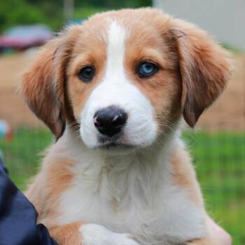 Australian Shepherd and Mixed Breed Dogs Available for Adoption in Eastford, Connecticut - CT Bubble Yum | PetCurious