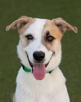 Rescue Shepherd Dogs for Adoption in Scottsdale, Arizona - OLLIE | PetCurious