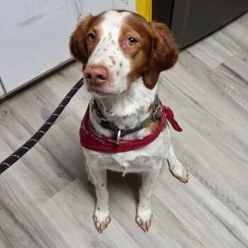 Yang/JACK -  Brittany Spaniel Dog for Adoption in St. Louis, Missouri - Yang/JACK | PetCurious