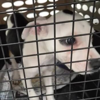 Muffy -  Terrier Dog for Adoption in Montgomery, Alabama - Muffy | PetCurious