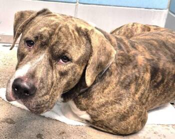 LUKE -  American Bulldog and Mixed Breed Dog for Adoption in Houston, Texas - LUKE | PetCurious