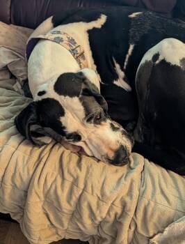 Ruby -  Great Dane Dog for Adoption in Bonneau, South Carolina - Ruby | PetCurious