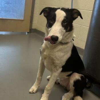 Marvin -  Mixed Breed Dog for Adoption in Asheville, North Carolina - Marvin | PetCurious