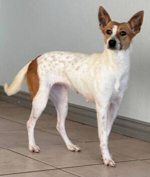 June -  Terrier and Basenji Dog for Adoption in Houston, Texas - June | PetCurious