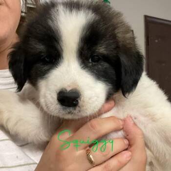 Squiggy -  Great Pyrenees Dog for Adoption in Louisville, Kentucky - Squiggy | PetCurious