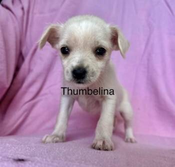 Terrier Dogs Available for Adoption in Larkfield-wikiup, California - Thumbelina | PetCurious