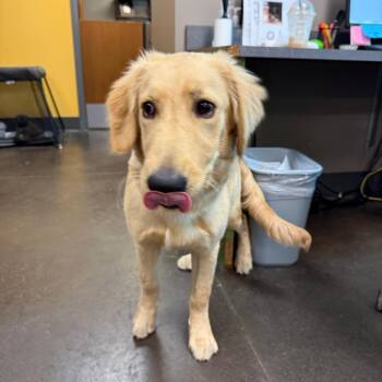 King Corn Dog -  Retriever Dog for Adoption in Norman, Oklahoma - King Corn Dog | PetCurious