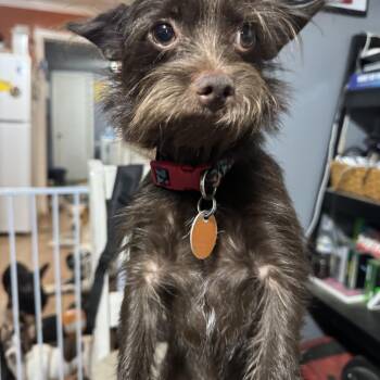 Buddy sweet little guy -  Yorkshire Terrier and Brussels Griffon Dog for Adoption in Russiaville, Indiana - Buddy Sweet Little Guy | PetCurious