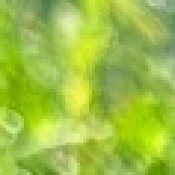 Rescue Australian Cattle Dog Blue Heeler Dogs for Adoption in Blair, Wisconsin - Cosmic | PetCurious