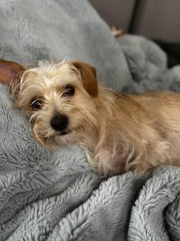 Abbie -  Yorkshire Terrier Dog for Adoption in Alafaya, Florida - Abbie | PetCurious