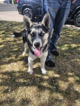 Siberian Husky Dogs Available for Adoption in Loveland, Colorado - KLONDIKE | PetCurious
