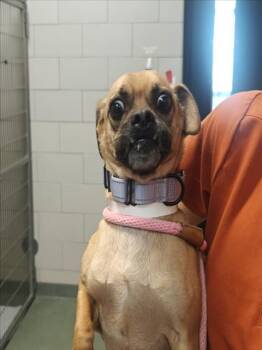 TOLONGO -  Mixed Breed Dog for Adoption in Santa Fe, New Mexico - TOLONGO | PetCurious