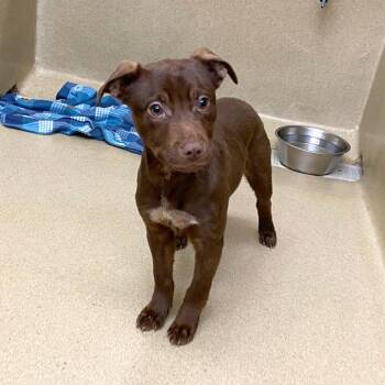 Chocolate Labrador Retriever and Mixed Breed Dogs Available for Adoption - Peeka #22047 | PetCurious