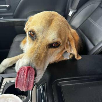 Beagle and Labrador Retriever Dogs Available for Adoption in Idaho Falls, Idaho - Copper- Ammon Stray | PetCurious