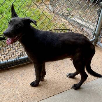 Craig -  Shepherd Dog for Adoption in Birmingham, Alabama - Craig | PetCurious