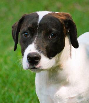 Rescue Pit Bull Terrier Dogs for Adoption in Manchester, Tennessee - Greta | PetCurious