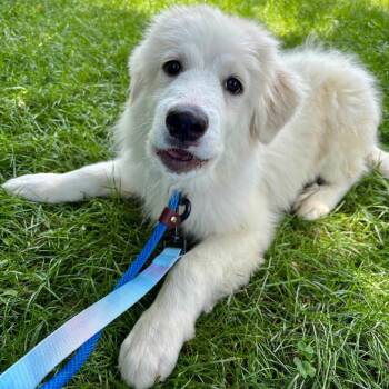 Prince -  Mixed Breed Dog for Adoption in Westhampton, New York - Prince | PetCurious