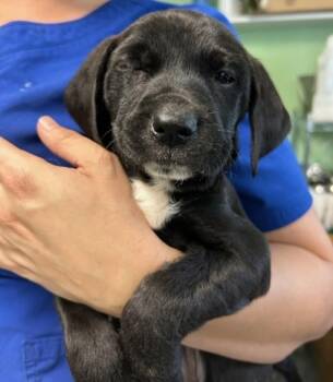 Rescue Mixed Breed Dogs for Adoption in Port St. Joe, Florida - Edward | PetCurious