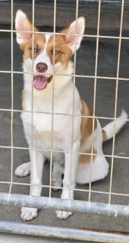Bully -  Border Collie and Australian Shepherd Dog for Adoption in Hillsdale, Indiana - Bully | PetCurious