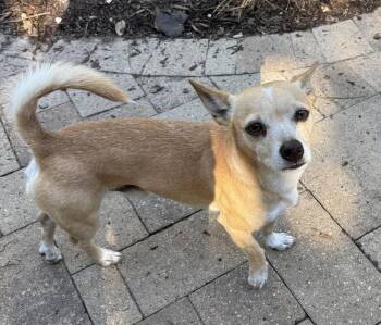 Rescue Chihuahua Dogs for Adoption in Richmond, Texas - Chestnut | PetCurious