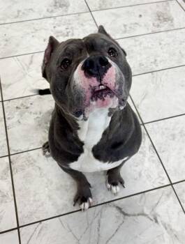 American Staffordshire Terrier Dogs Available for Adoption in Kalamazoo, Michigan - SOSA | PetCurious
