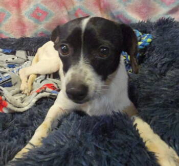 Rescue Rat Terrier Dogs for Adoption in Ocean Township, New Jersey - Starla - Supercutie!! | PetCurious