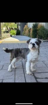 Shih Tzu and Poodle Dogs Available for Adoption - Hank | PetCurious