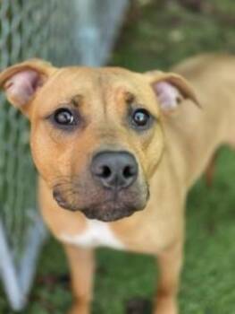 Kinger -  Mixed Breed Dog for Adoption in Savannah, Georgia - Kinger | PetCurious