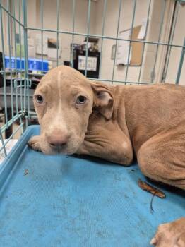 (501) -  Labrador Retriever and Pit Bull Terrier Dog for Adoption in Marietta, Georgia - (501) | PetCurious
