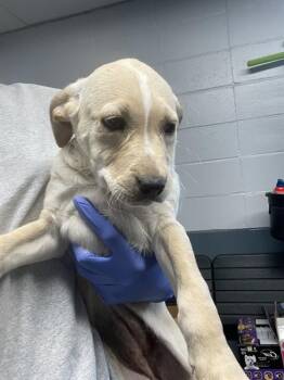 Labrador Retriever and Mixed Breed Dogs Available for Adoption in Tallahassee, Florida - CANDACE | PetCurious
